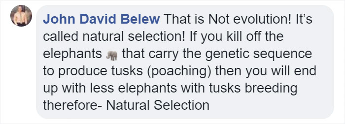 Elephants without tusks