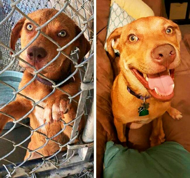 homeless dogs after getting adopted