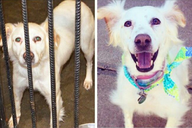 homeless dogs after getting adopted