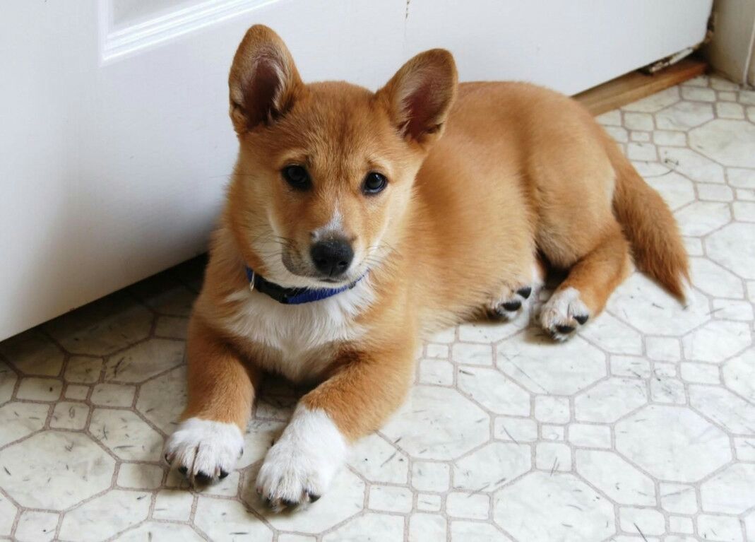 corgis mixed with other breeds