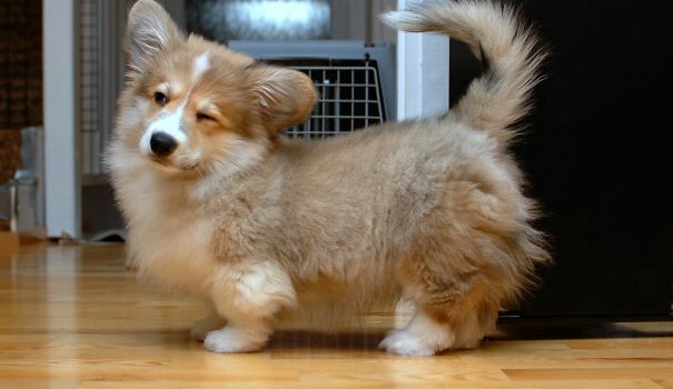 corgis mixed with other breeds
